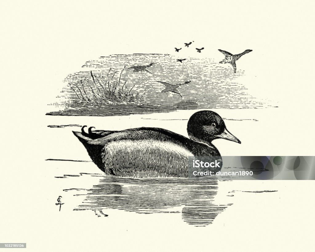 Natural History - Birds - Wild Duck or Mallard Vintage engraving of a Wild Duck or Mallard (Anas platyrhynchos). Familiar Wild Birds by W Swaysland Duck - Bird stock illustration