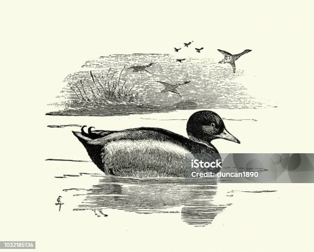 Natural History Birds Wild Duck Or Mallard Stock Illustration - Download Image Now - Duck - Bird, Woodcut, Animal