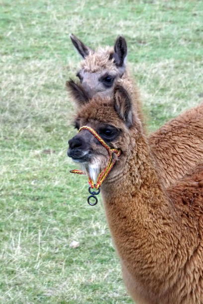 istock Close up of a brown llama 1032189106