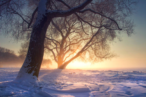 удивительный зимний природный пейзаж в теплом солнечном свете на закате. туман и мороз. снежная зимняя сцена в солнечном свете. яркие солне� - winter sunlight sun january стоковые фото и изображения