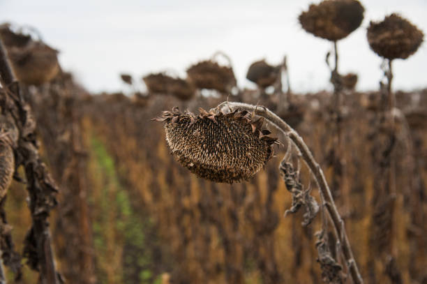 istock Vintage withered sunflowers in the field 1032191408