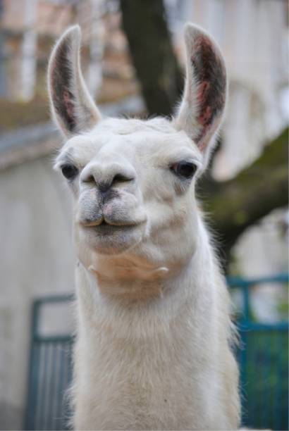 istock Portrait of a white lama 1032193536