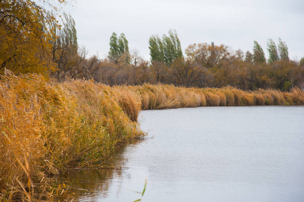 istock Golden autumn reeds 1032193900