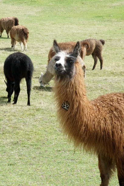 istock Close up of a brown llama 1032194524