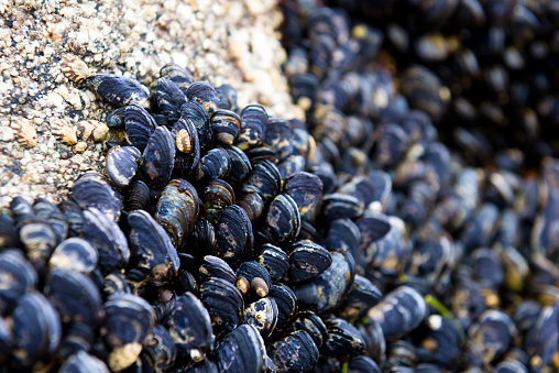 Blue mussels(Mytilus edulis) at the water edge, Montara beach, California, USA