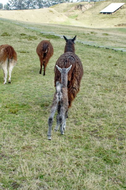 istock Llama with a newborn cria 1032204098