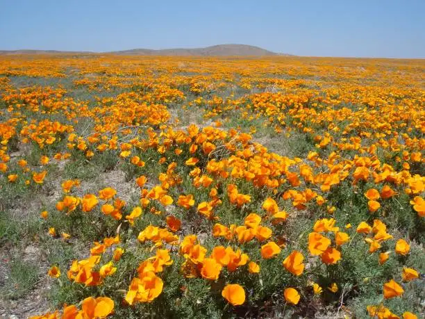 Antelope Valley California Poppy Reserve