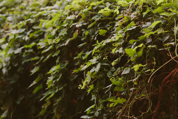 istock Branches of flowers with green leaves 1032204260