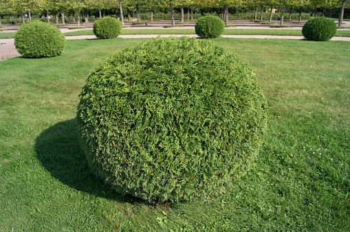 Shrub thuja orientalis in the form of a ball topiary garden. Rounded evergreen decorative tree.
