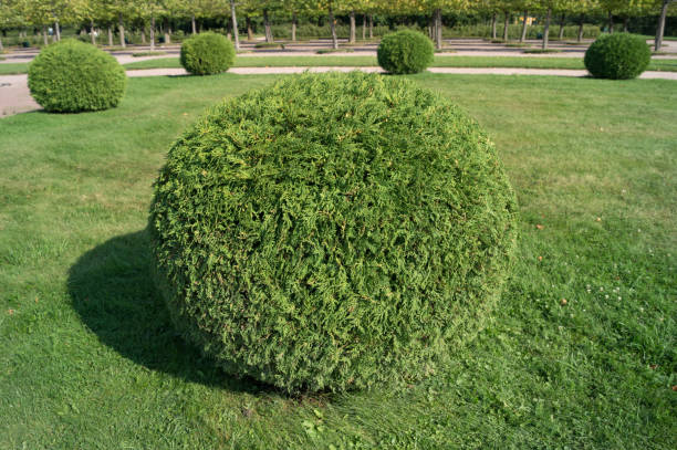 Shrub thuja orientalis in the form of a ball topiary garden. Rounded evergreen decorative tree Shrub thuja orientalis in the form of a ball topiary garden. Rounded evergreen decorative tree. thuja orientalis stock pictures, royalty-free photos & images