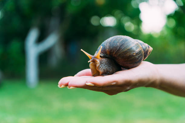 istock the girl holds a snail in her hand. 1032208544