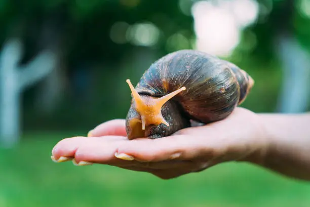 A large thoroughbred snail is in the background of the park