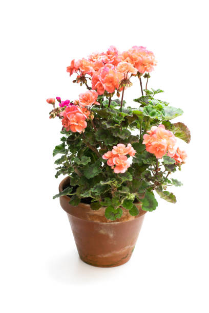 istock Colorful  Geranium flower in ceramic flowerpot isolated on white 1032209740