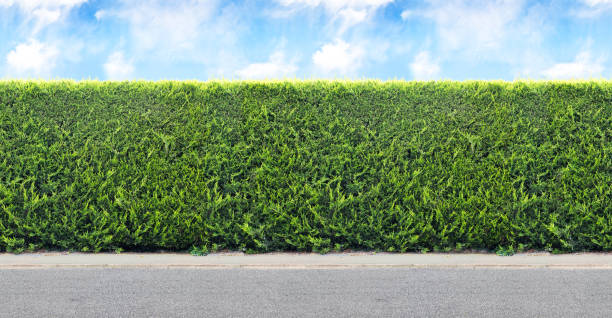 istock Green  hedge from evergreen plants with sky and gravel road. Seamless endless pattern. 1032210100