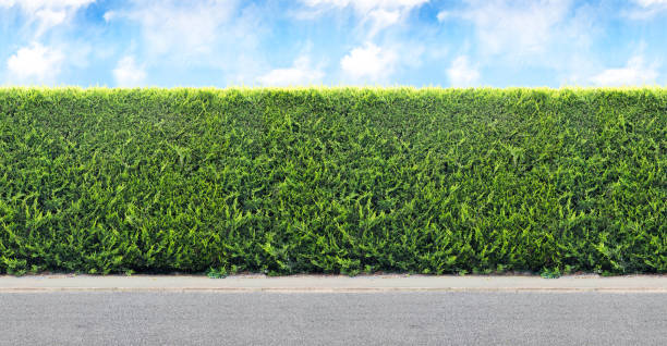 Green  hedge from evergreen plants with sky and gravel road. Seamless endless pattern. Green  hedge from evergreen plants with sky and gravel road. Seamless endless pattern. topiary stock pictures, royalty-free photos & images