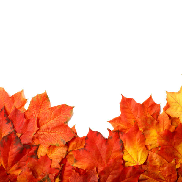 istock border frame of colorful autumn leaves isolated on white 1032210868