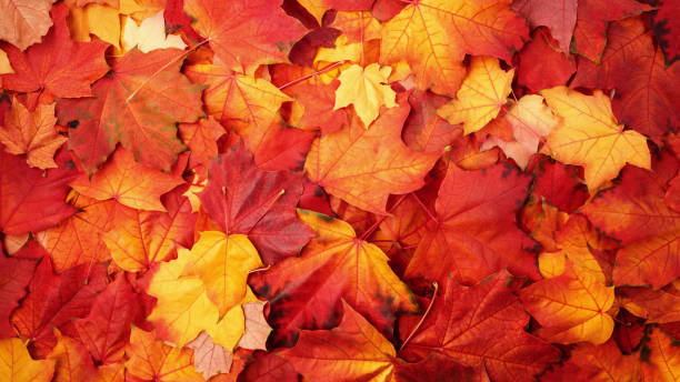 istock Red and Orange Autumn Leaves Background 1032211206