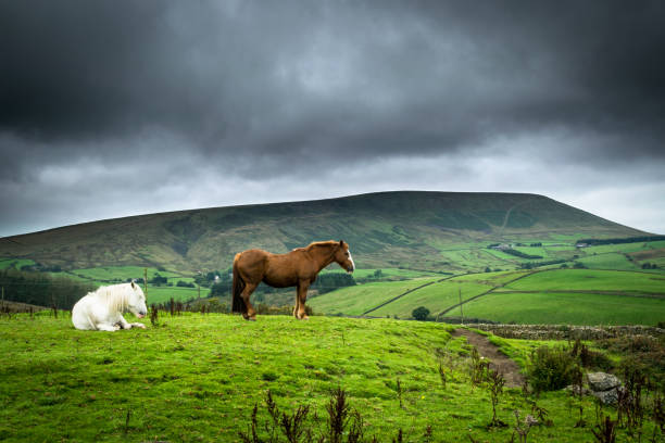 pendle hill horses - pendle imagens e fotografias de stock