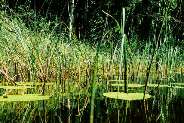 istock Green Plants in Finnish Lake 1032218058