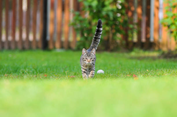 Little British kitten is walking on the green grass.