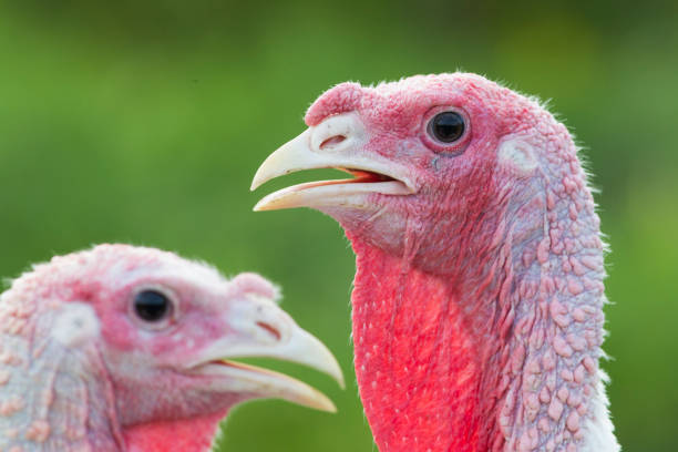 free rangre domestic turkey portrait