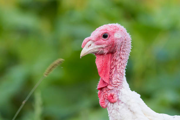 istock domestic turkey portrait 1032228092