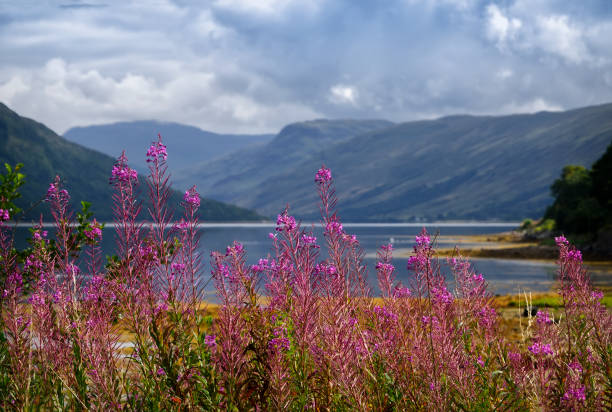 Rosebay Willowherb on Loch Fyne in Scotland
