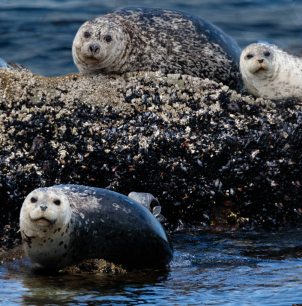 Three Seals stock photo