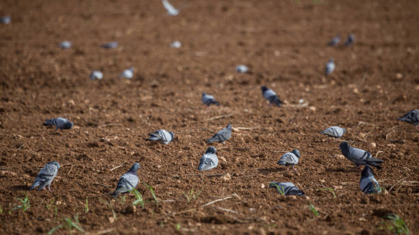 Medium group of pigeons in newly cultivated land. No people are seen in frame. Shot under daylight with a full frame camera and a telephoto lens.