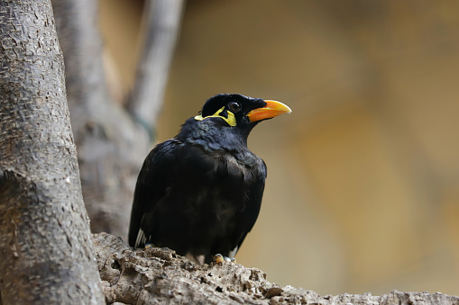 Close-up of common hill myna on the branch. Photography of nature and wildlife.