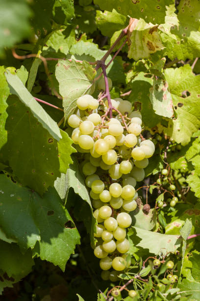 istock Bunch Of Fresh Grape In Vineyard 1032235508