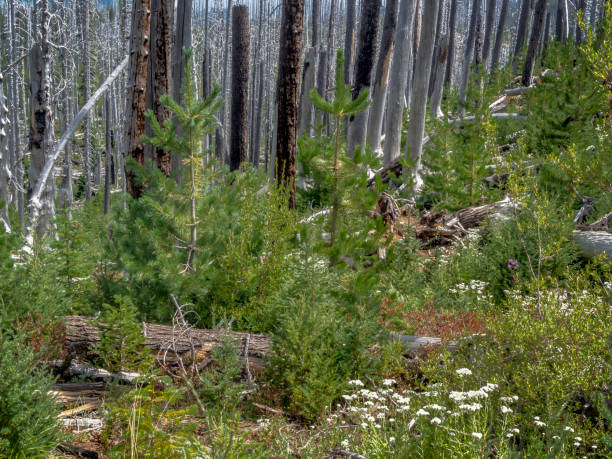 istock New growth contrast with bare trees burned in 2003 wildfire in Mount Jefferson Wilderness in the Cascade Mountain Range 1032236516