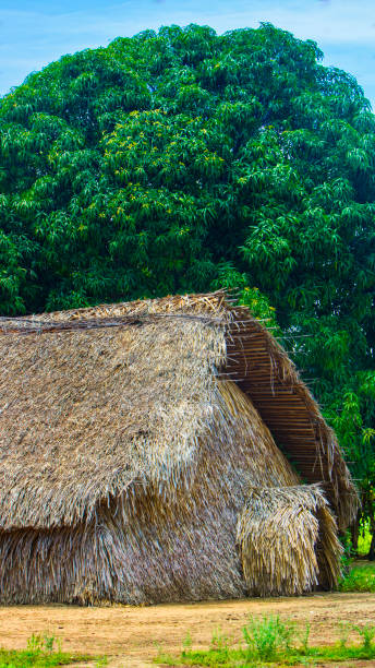 istock Typical indigenous house in the Amazon area 1032242872