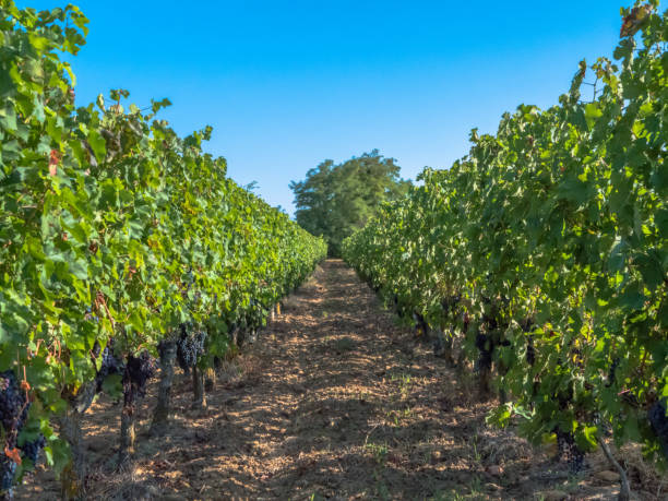 tra i vitigni francesi - chinon foto e immagini stock