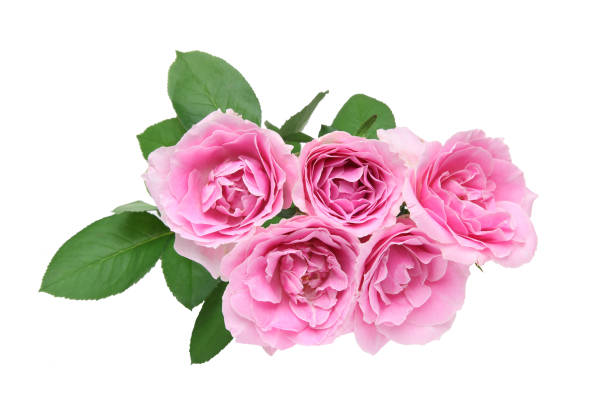 istock bouquet of roses in a white background 1032243722