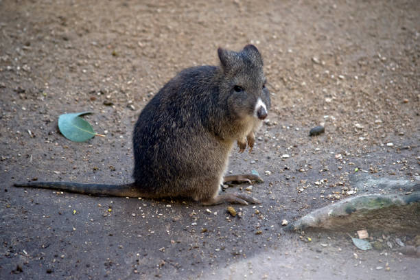 длинный ногой потору - long nosed potoroo стоковые фото и изображения