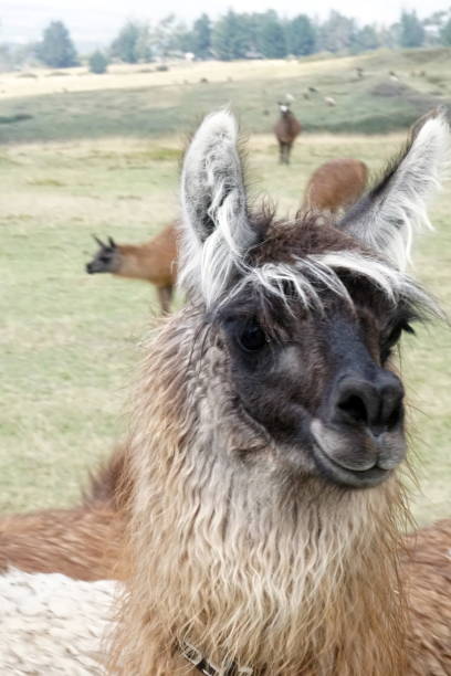 istock Close up of a brown and white llama 1032256316