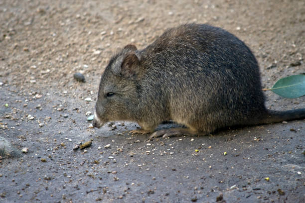 長いノーズポトルー - long nosed potoroo ストックフォトと画像