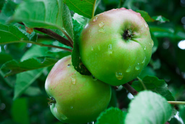 istock Young, environmentally friendly, apple on a branch of an apple tree. A natural apple without pesticides and chemicals. Rain drops on an apple 1032258582
