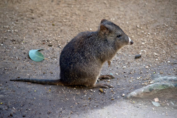 potorous au long nez - potoroo photos et images de collection