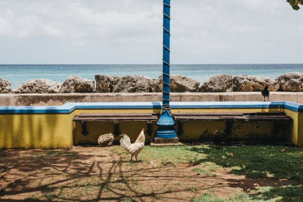 Single rooster walking unrestricted by the sea in Speightstown, Barbados.