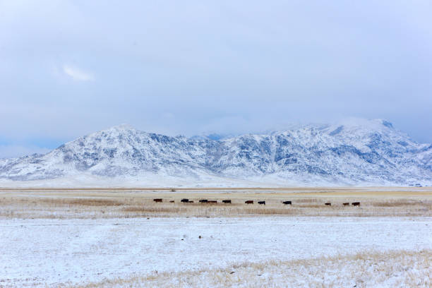 istock Altyn-Emel winter landscape 1032270132