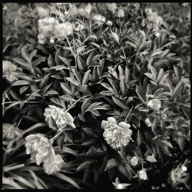 istock Garden Full of Peonies 1032276402