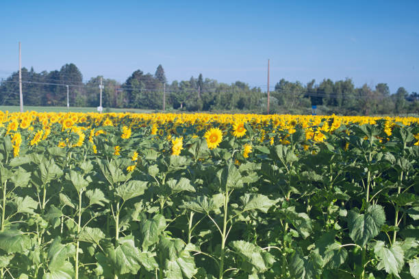istock Field of blooming sunflowers 1032277982