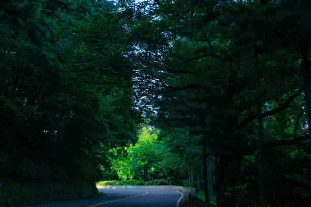 istock Light in the early morning fores 1032283170