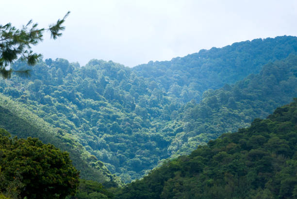 istock Mountain, forest in Antigua Guatemala, source of oxygen, chlorophyll. 1032283190