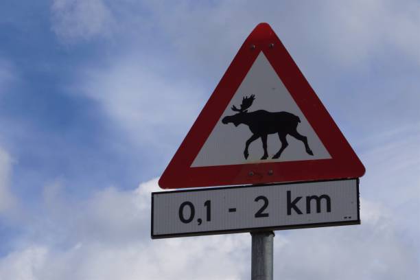 istock Moose warning, road sign in Norway 1032283400