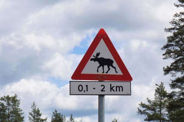 istock Moose warning, road sign in Norway 1032283424