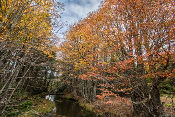 istock Conguillio National Park inside forest during Autumn season, a colorful landscape with fallen leafs, yellow colors, valleys full of color with the trees changing from season to season, Chile 1032283768