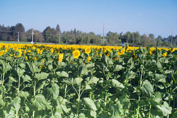 istock Field of blooming sunflowers 1032283892